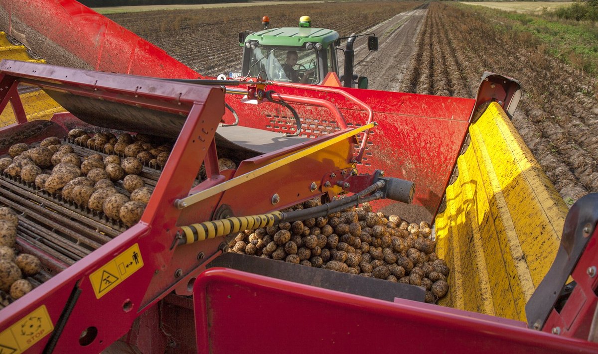 90 hektaril kartulit kasvatava Eeriksaare talu põllul koristab mugulaid uus ja modernne kartulikombain Grimme.