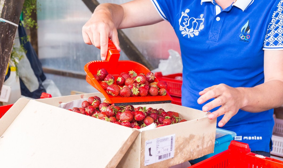 Maasikad on eestlaste kõige lemmikumad marjad.