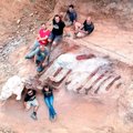В Португалии в саду за жилым домом обнаружили скелет самого большого динозавра в Европе