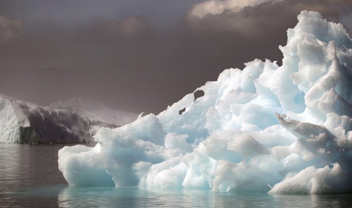 Jäämäed Gröönimaa lähedal ulpimas. Foto Bob Strong, Reuters