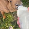 VIDEO | Nabanöörgi oli veel küljes! Alaveski loomapargis kosub hiiglaslik lutititt 