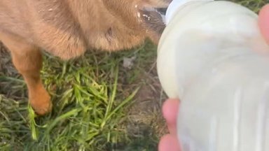 VIDEO | Nabanöörgi oli veel küljes! Alaveski loomapargis kosub hiiglaslik lutititt 