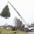 DELFI FOTOD ja VIDEO: Tartu sai täna uhke jõulupuu, tuled süüdatakse pühapäeval