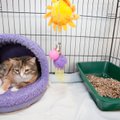 Sõpra tunned sabast: varjupaigad innustavad sõbrakuul kasse adopteerima