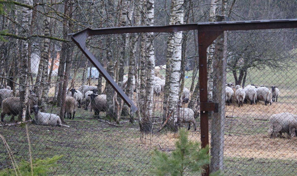 Saaremaa Ökoküla lambad