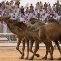 Саудовская Аравия: из-за ботокса верблюдам запретили участвовать в конкурсе красоты