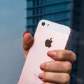 Дешевый iPhone SE 2 может выйти на рынок в 2020 году
