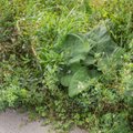 Таллинн местами заполонили сорняки: город возобновляет частичный покос травы  