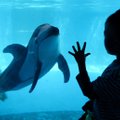 ВИДЕО | В аквариуме Китая появился первый робот-дельфин. По внешнему виду его невозможно отличить от настоящего