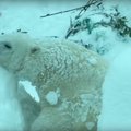 Südantsoojendav reaktsioon: suure lume tõttu suleti uhke loomaaed, mida arvasid sellest loomaaia loomad?