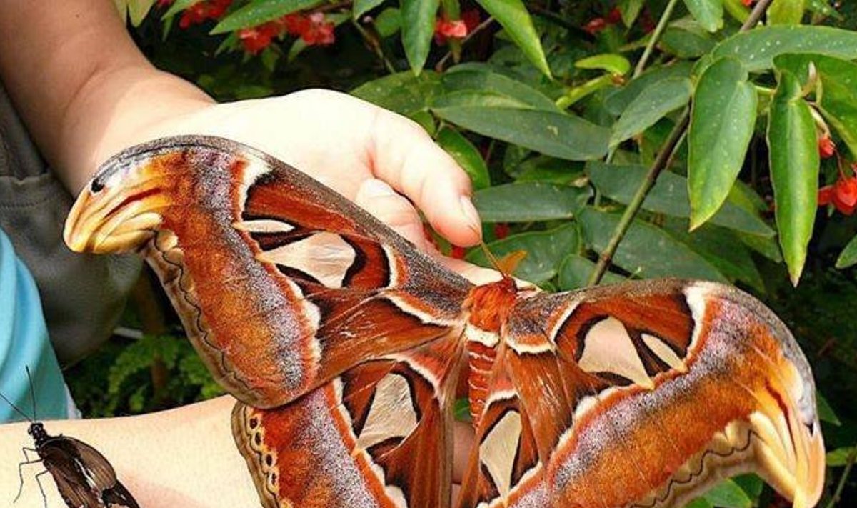 Attacus atlas - maailma suurim liblikas