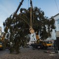 ФОТО и ВИДЕО | В центре Тарту установили рождественскую елку