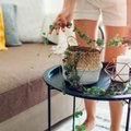 Instagramis kaunistavad kodusid rippuvad toataimed - woodi laternlill ja helmes-ristirohi