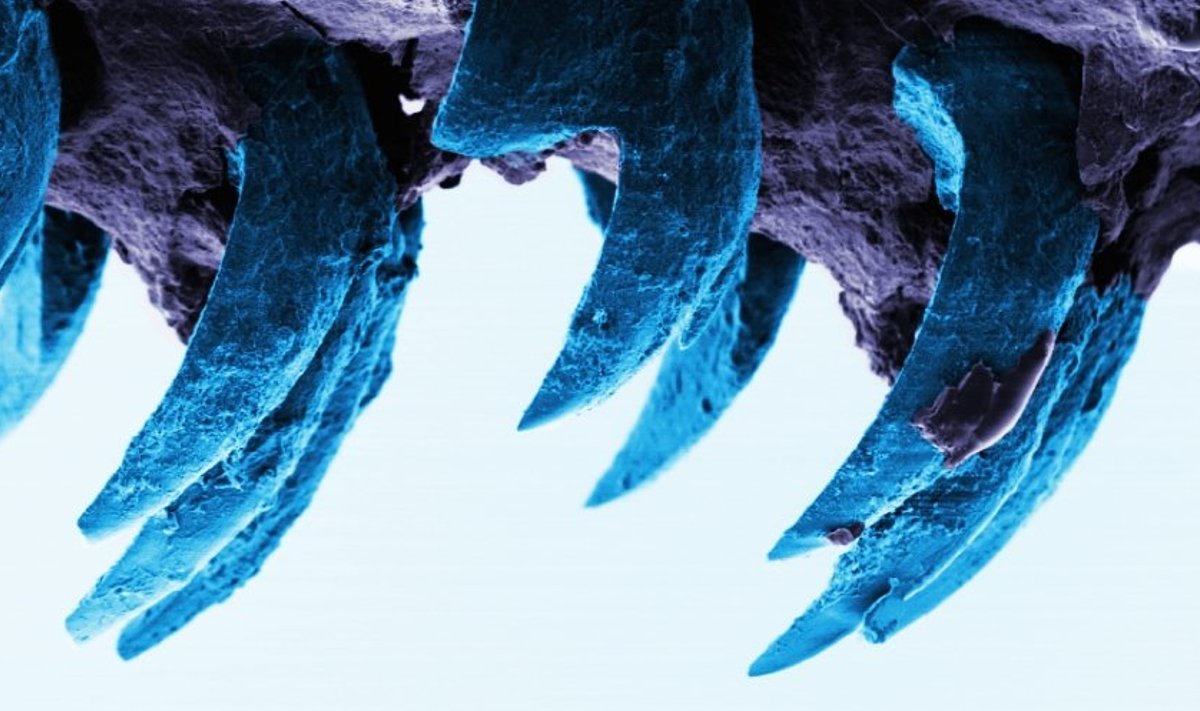 Meriteo hambad skaneeriva elektronmikroskoobi all. (Foto: Portsmouthi ülikool)