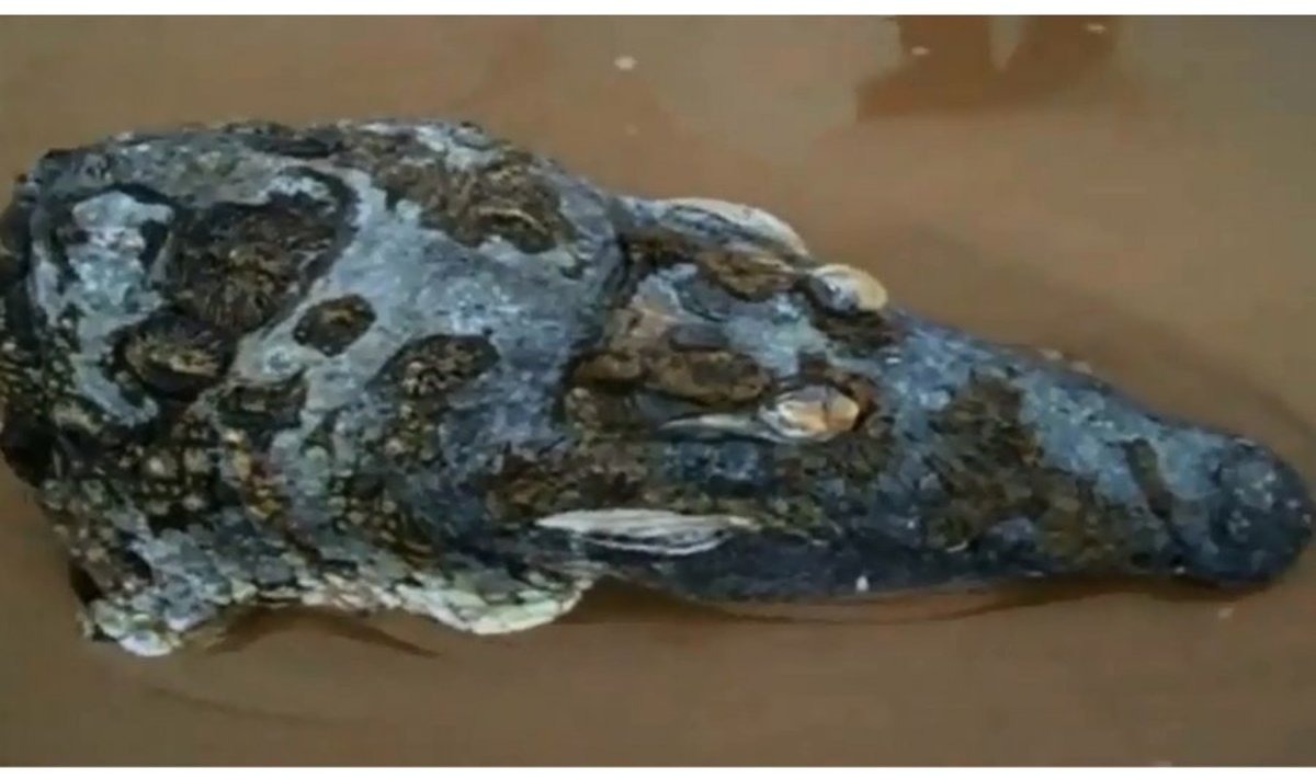 Krokodilli pea kaldale uhutuna