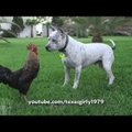 VIDEO | Titaanide heitlus! Mis juhtub, kui vastamisi satuvad kaks kanget, Pit Bull terjer ja sõjakas kukk?