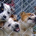Loomapsühholoog selgitab: Mis põhjusel kükitavad õnnetult ühed koerad varjupaigas kauem kui teised?