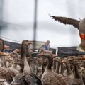 Hollandis on hanejaht keelatud, ent linde gaasitatakse tohutul hulgal