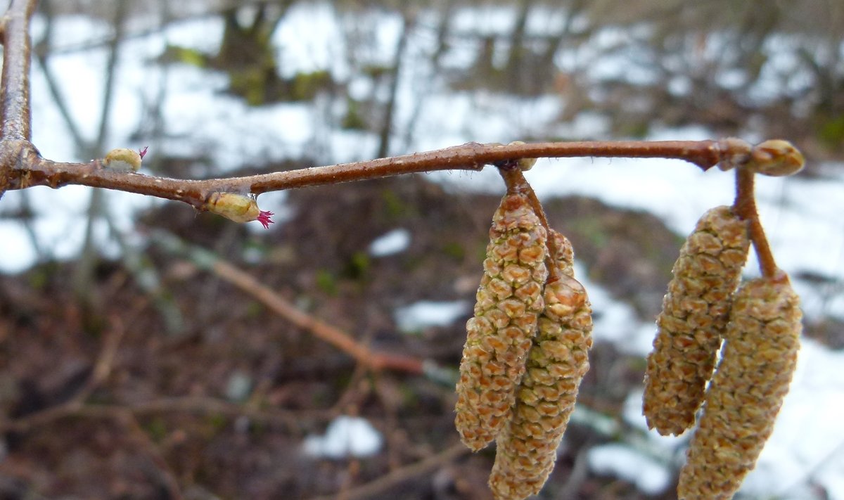 Nii nagu sarapuu on ajast aega igal kevadel õitsema puhkenud, nii on eesti rahvas metsa pärast ajast aega muret tundnud.