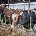 Фермеры: 21 000 эстонских молочных коров срочно нуждаются в умелых руках украинцев!