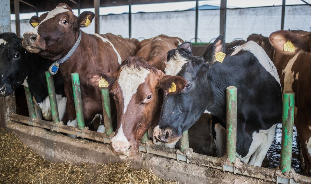 Põllumeestel on tegu, et uute lautade jaoks laenu saada ja lehmadele paremaid elamistingimusi pakkuda