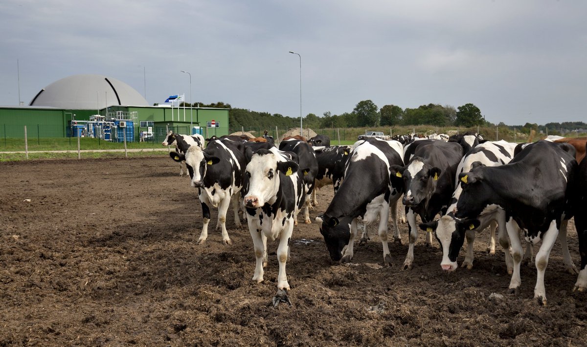 Viljandi maakonnas Koksvere külas avati biometaanijaam, mille peamised toorainega varustajad on lehmad.