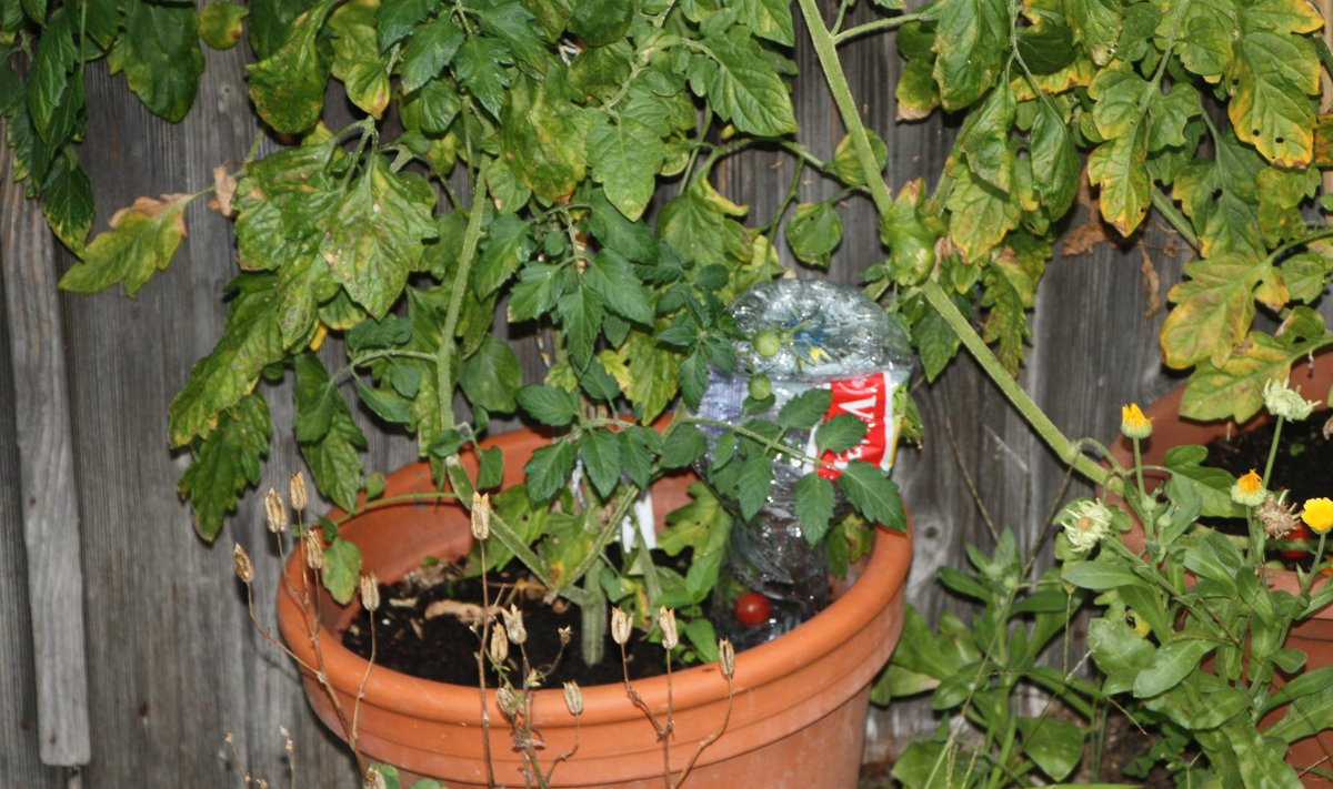 Kui tomatitaimed nädalavahetuseks üksi koju jäävad, võib plastpudelid neid kastma panna. Eelnevalt oleks kindlasti mõistlik katsetada, kas augud on piisava suurusega, et niiskust ühtlaselt juurde tuleb.