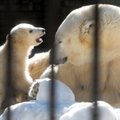 ВИДЕО: Милые зверята, родившиеся этой весной в Таллиннском зоопарке