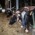SEB analüüs: Baltimaade piimaturul valitseb Leedu