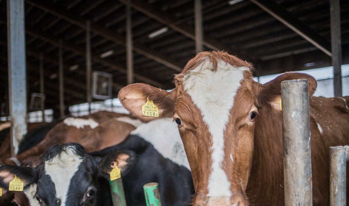 "Vaja on hoolivaid hingi, kes lüpsavad ära 21 000 lehma," panevad põllumehed valitsusele südamele.