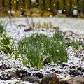 KÜSITLUS | Kas teie aed on kannatanud külma kevade käes?