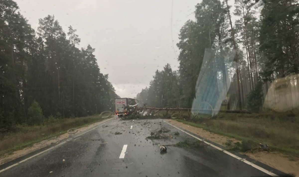 Teel Lätist Eestisse oli täna palju langenud puid. 
