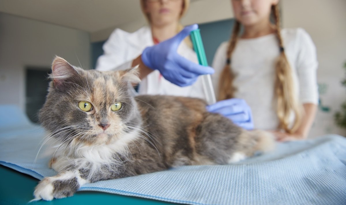 Преступление ради любимца: владельцы котов вынуждены приобретать нелицензионные лекарства от FIP, иначе их питомцам грозит смерть.