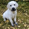 FOTOD: 16 naljakat põhjust, miks su koer kunagi mudas püherdada ei tohiks... (või just peaks)