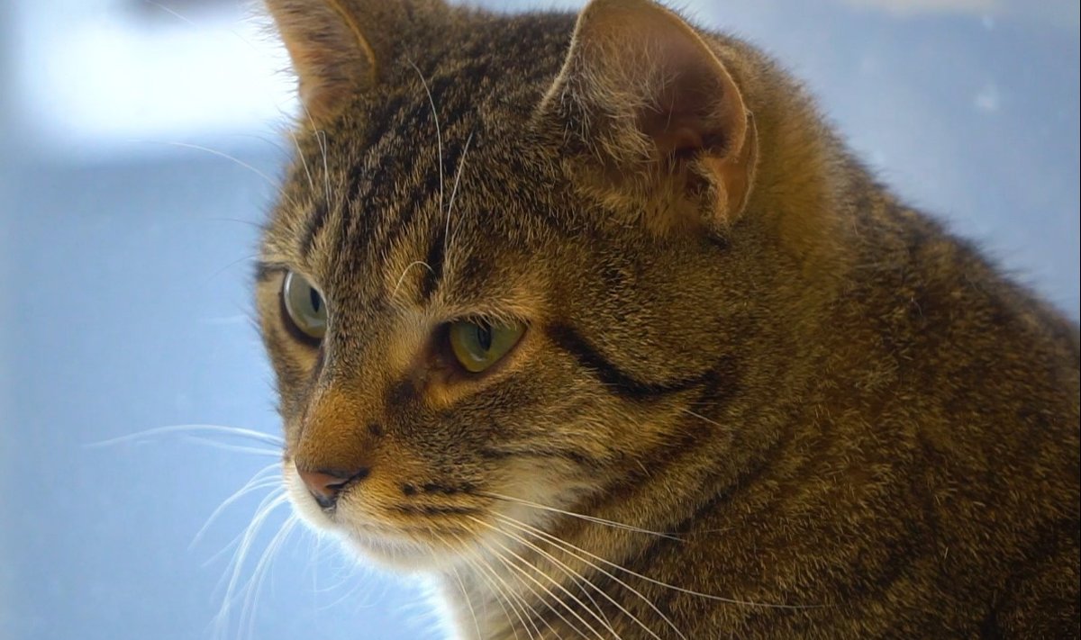 Kass võib olla toksoplasma gondii nimelise parasiidi kandja