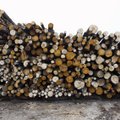 Erametsaliit: puidurafineerimistehase rajamine stabiliseeriks puiduturgu
