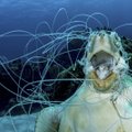 Merikilpkonnade arvates lõhnab ookeaniplast isuäratavalt
