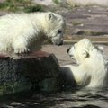 Rekord: Vintske jääkaru ujus 700 kilomeetrit järjest