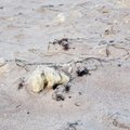 ФОТО: 30 километров побережья Сааремаа загрязнены веществом, похожим на парафин