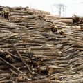 Jõujaamade ühing ja taastuvenergia koda: Eesti Energia kateldes puidu põletamise suurendamine tõstab kaugkütte hind kogu Eestis