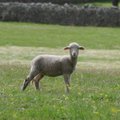 HITTVIDEO: 3 miljonit korda on vaadatud, kuidas see põngerjas oma lambaga ratsutab