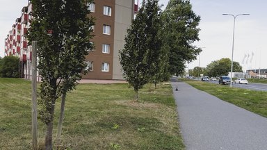 Зеленая столица без зелени? У жительницы Таллинна вопрос к мэру Кылварту