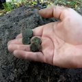 Aardekütid rüüstavad Eesti muinaspärandit: Saaremaalt võidi ära viia unikaalsed mündid