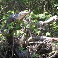 Krokodillid ronivad puu otsa peesitama ja ümbrust jälgima