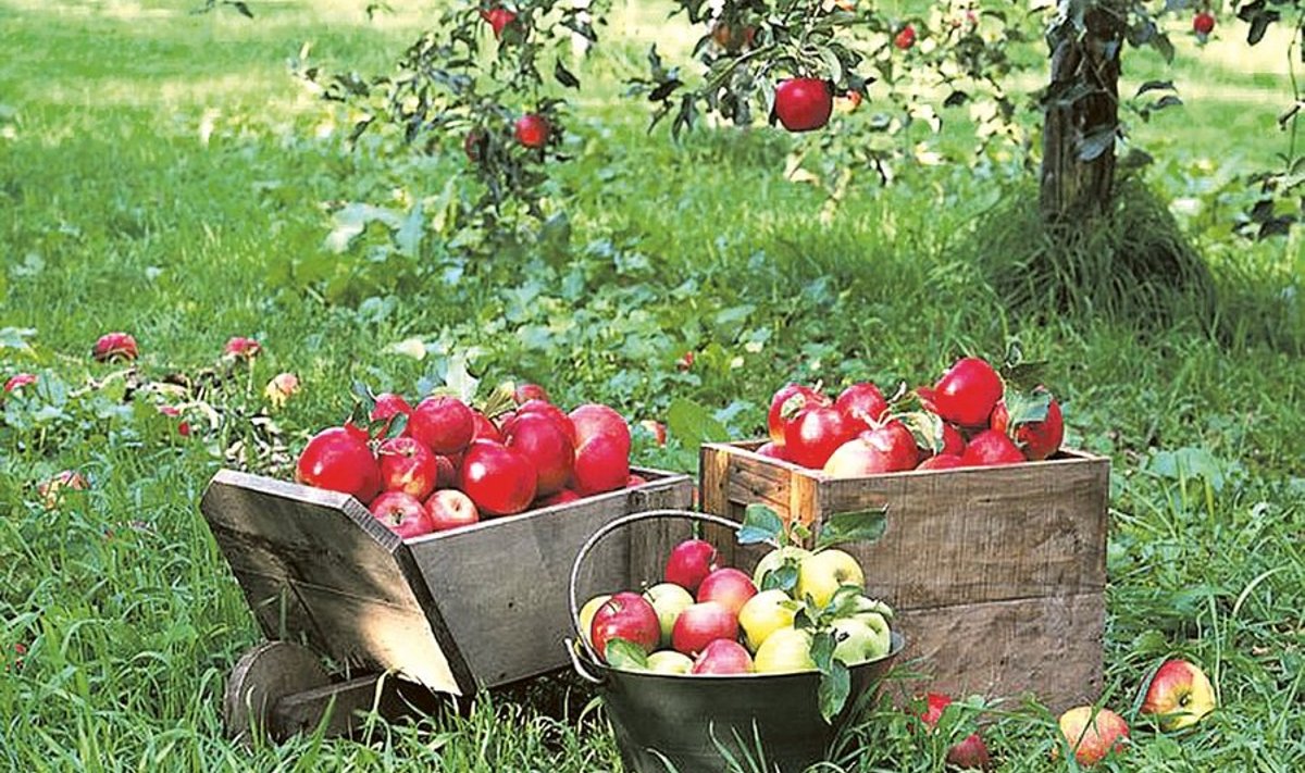 Uued Läti õunasordid ‘Dace’ ja ‘Gita’ on üleni punased, väga hea magus-hapu maitsega ja kärntõvekindlad.