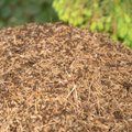 ÜÜRATUD ARVUD | Teadlased selgitasid välja, kui palju on maailmas sipelgaid 