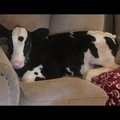 Südamlik ja naerutav VIDEO: Koertega koos kasvanud vasikas arvab, et ta on samuti koer