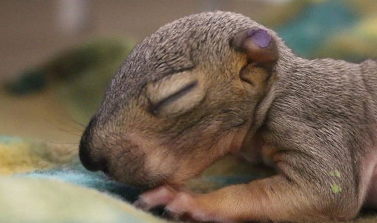 Oravapojal polnud leidmise ajaks veel silmadki avanenud