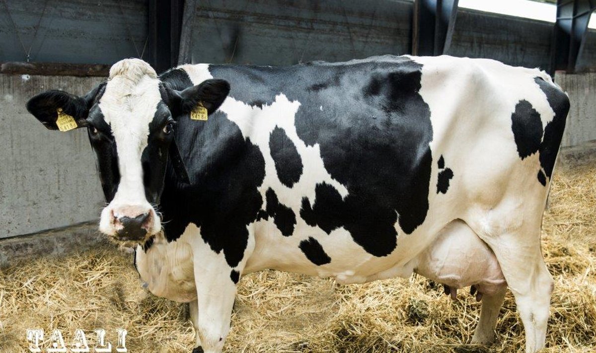 Torma POÜ lehm Taali on uus piimatoodangu rekordi omanik. 
