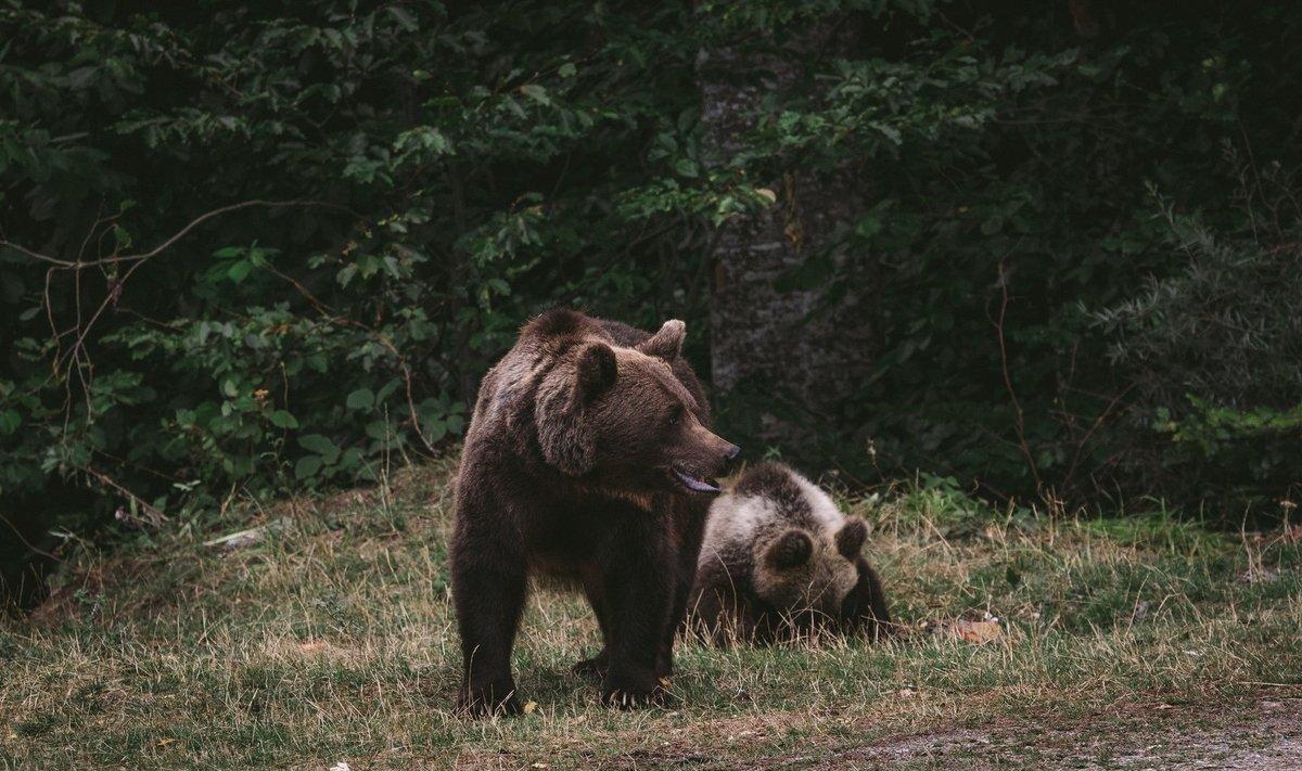 Испугавшие в Вильяндимаа мужчину медведи